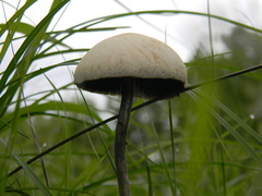 Panaeolus cyanescens