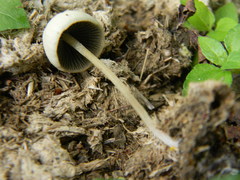 Panaeolus cyanescens