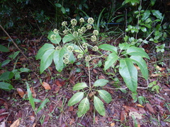 Mackinlaya macrosciadea