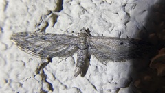 Eupithecia acutipennis