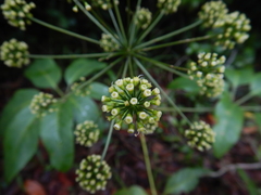 Mackinlaya macrosciadea
