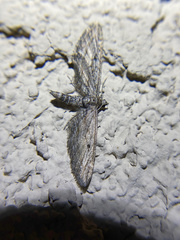 Eupithecia acutipennis