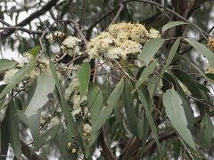 Eucalyptus fastigata
