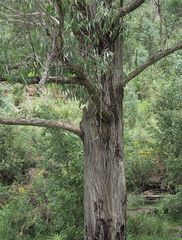 Eucalyptus fastigata
