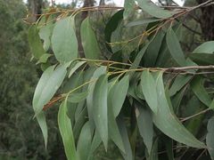 Eucalyptus fastigata