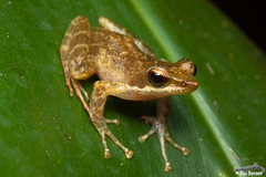Natalobatrachus bonebergi