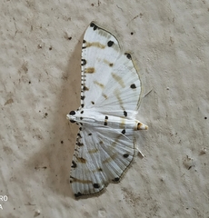 Pycnarmon