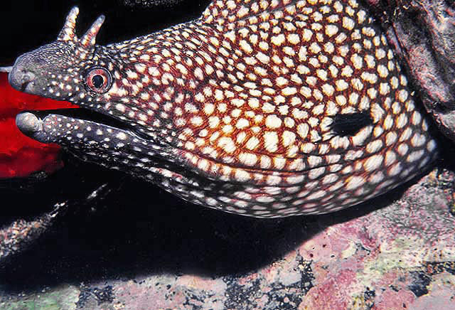 Whitespot Moray