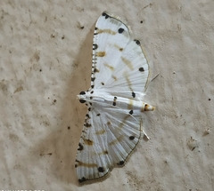 Pycnarmon