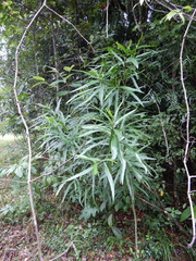 Claoxylon angustifolium