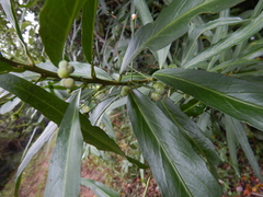 Claoxylon angustifolium