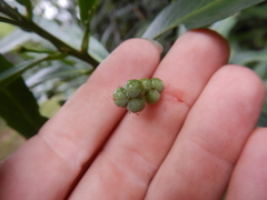 Claoxylon angustifolium