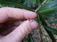 Claoxylon angustifolium