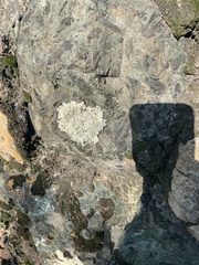 Flavoparmelia caperata