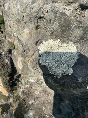 Flavoparmelia caperata