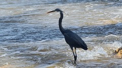 Egretta gularis