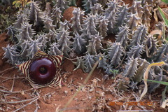 Huernia zebrina