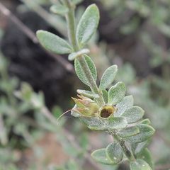 Westringia kydrensis