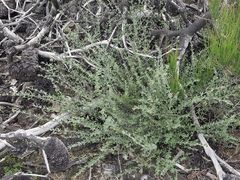 Westringia kydrensis