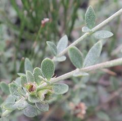 Westringia kydrensis