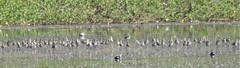 Limosa limosa
