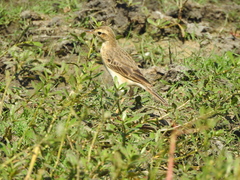 Anthus rufulus