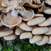 Luminescent Panellus - Photo (c) Alan Rockefeller, some rights reserved (CC BY), uploaded by Alan Rockefeller