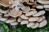 Luminescent Panellus - Photo (c) Alan Rockefeller, some rights reserved (CC BY), uploaded by Alan Rockefeller