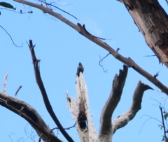 Zanda funerea funerea