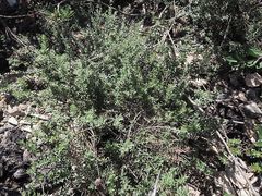 Westringia kydrensis