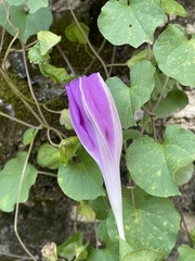 Ipomoea suffulta