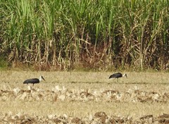 Ciconia episcopus