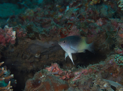 Chrysiptera rollandi