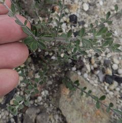 Westringia kydrensis