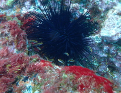 Forsterygion maryannae