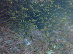 Forsterygion maryannae