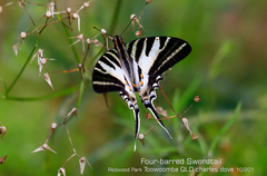 Protographium leosthenes