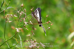 Protographium leosthenes