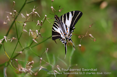 Protographium leosthenes