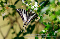 Protographium leosthenes