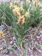 Carex douglasii