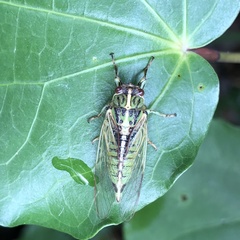 Kikihia peninsularis