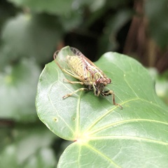 Kikihia peninsularis