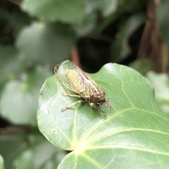 Kikihia peninsularis