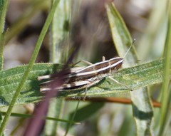 Macrotona securiformis