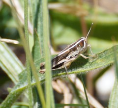 Macrotona securiformis