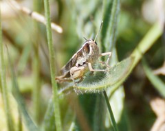 Macrotona securiformis