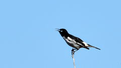 Certhionyx variegatus