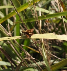 Parnara amalia