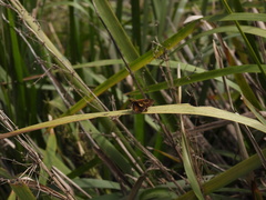 Parnara amalia